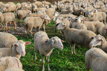 Fototapeta premium Herd of white sheep grazing in a Green landscape.