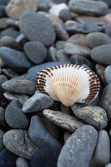 The shell lies on a pebble. Pebbles of different colors and sizes.