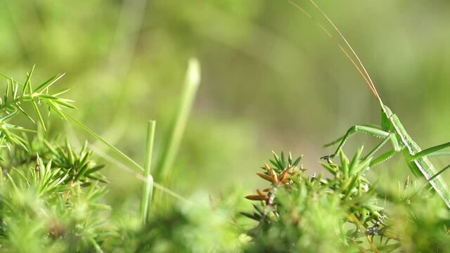Grasshopper (Saga Pedo) horizontal pan slow motion
