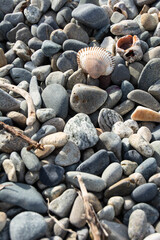 Seashells and garbage lie on the pebble beach