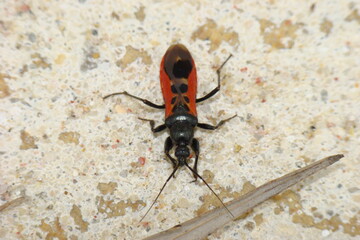 Assassin Bug (Peirates stridulus)