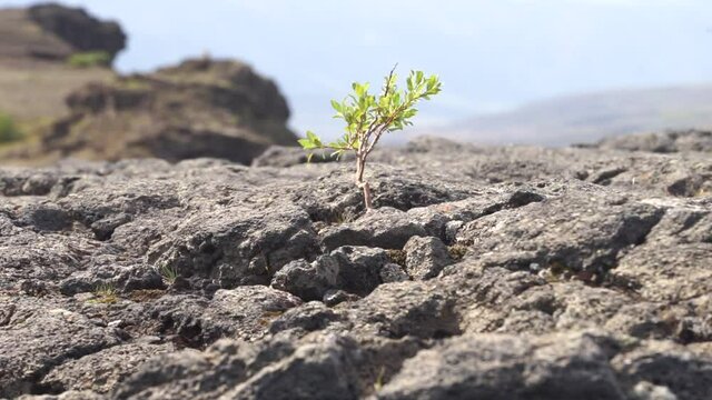 Strong tiny tree on the Volcanic landscape. Iceland, Laugavegur hiking track, concept of desire, willpower and strength