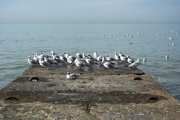 A flock of seagulls are sitting on the pier, some of them on the water