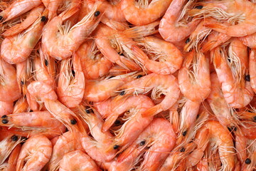 shrimps background
