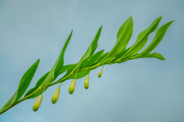 Polygonatum officinalis branch with white flowers and green leaves.