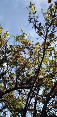 Árbol de limón
