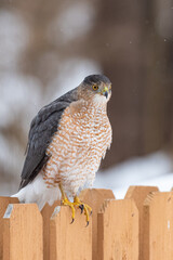 Hawk perched on fence near woods on snowy winter day