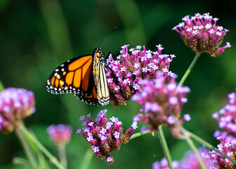 Close-up photo of a monarch butterfly on the purple flowers with green background 