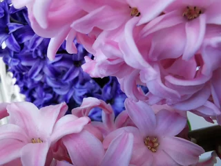 Foto op Plexiglas macro close-up of a groep of pink hyacinths with a purple hyacinth at the background. selective focus, blurred background © Galina