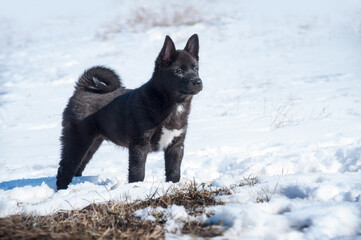 Adorable young puppy Russo-European Laika walks in snowy field.