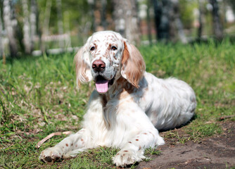 irish setter