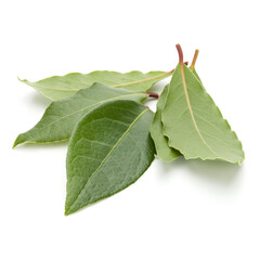 Bay leaves isolated on white background close up