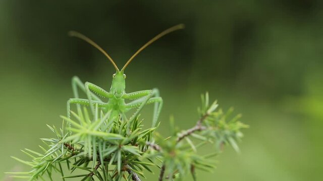 Grasshopper (Saga Pedo) close up