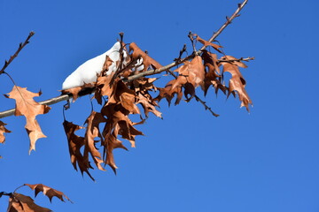 liście dębu zima © drlmk