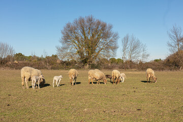 Obraz premium Herd of sheep in a meadow