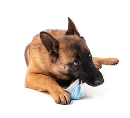 Young Belgian Shepherd dog Malinois eating a protective mask