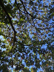 leaves against blue sky