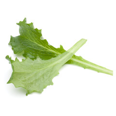 Close up studio shot of fresh green endive salad leaf isolated on white background.