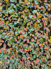 Autumn bushes foliage background, beautiful fall foliage background.