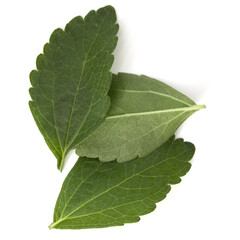 Stevia leaves pieces isolated om white background cut out.