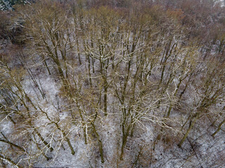 aerial view of trees on snow-covered forest floor