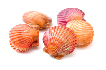 lots of scallop sea shells piled together background