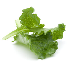Close up studio shot of fresh green endive salad leaf isolated on white background.