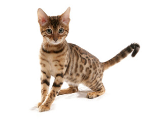 Rosetted Bengal Kitten