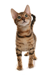 Rosetted Bengal Kitten