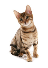 Rosetted Bengal Kitten