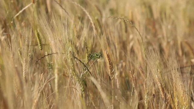 Ears of Wheat moving in the wind