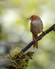 Beautiful spinetail resting on a diagonal branch