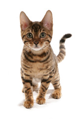 Fototapeta premium Rosetted Bengal Kitten