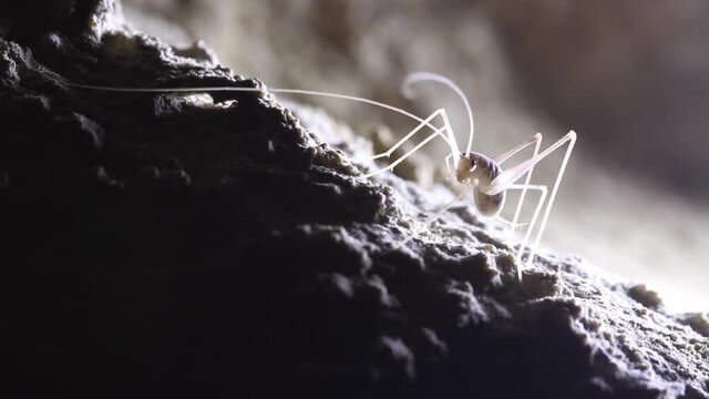 Cave Cricket on a rock moving antennas
