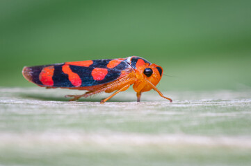 Small red insect perched on a green leaf
