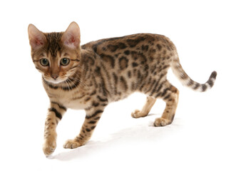 Rosetted Bengal Kitten