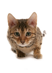 Brown spotted Bengal Kitten