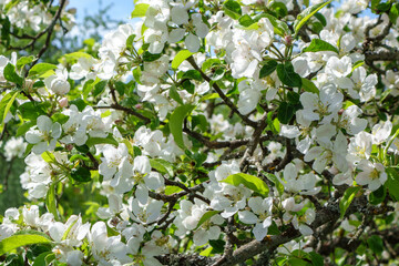 Blooming apple tree in springtime. Floral background.