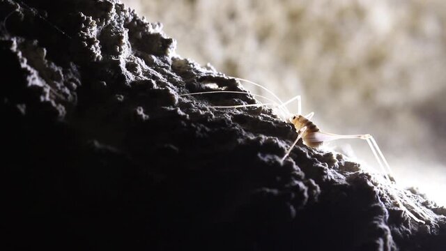 Cave Cricket on a rock runs away