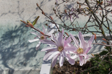 Pink flowers of blooming magnolia tree into spring city garden floral card spring time concept