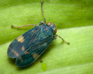 Top view of a small insect on a leaf