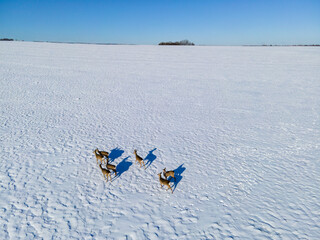 Aerial view of roe deer in snow in sunlight