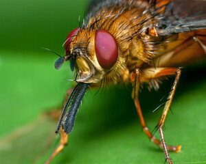 Portrait of a yellow fly with the phalanx out