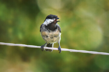 Obraz premium Chickadee Bird Perched on Rope with Molting Feathers, Green Bokeh Background