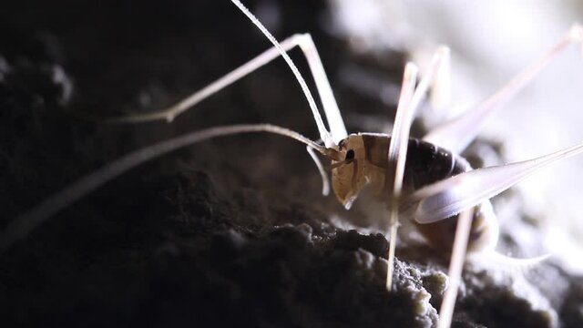 Cave Cricket stand still macro close up