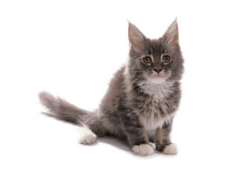 Maine Coon Kitten