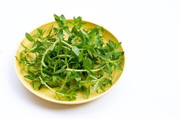 Fresh paddy rice herb on white background.