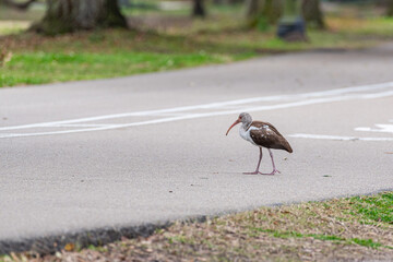 Ibis bird walking across bike path in park