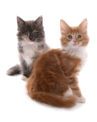 Maine Coon Kittens