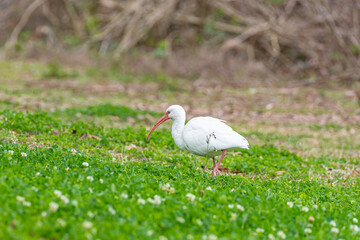 White Ibis bird with long orange beak walking in grassy field in park